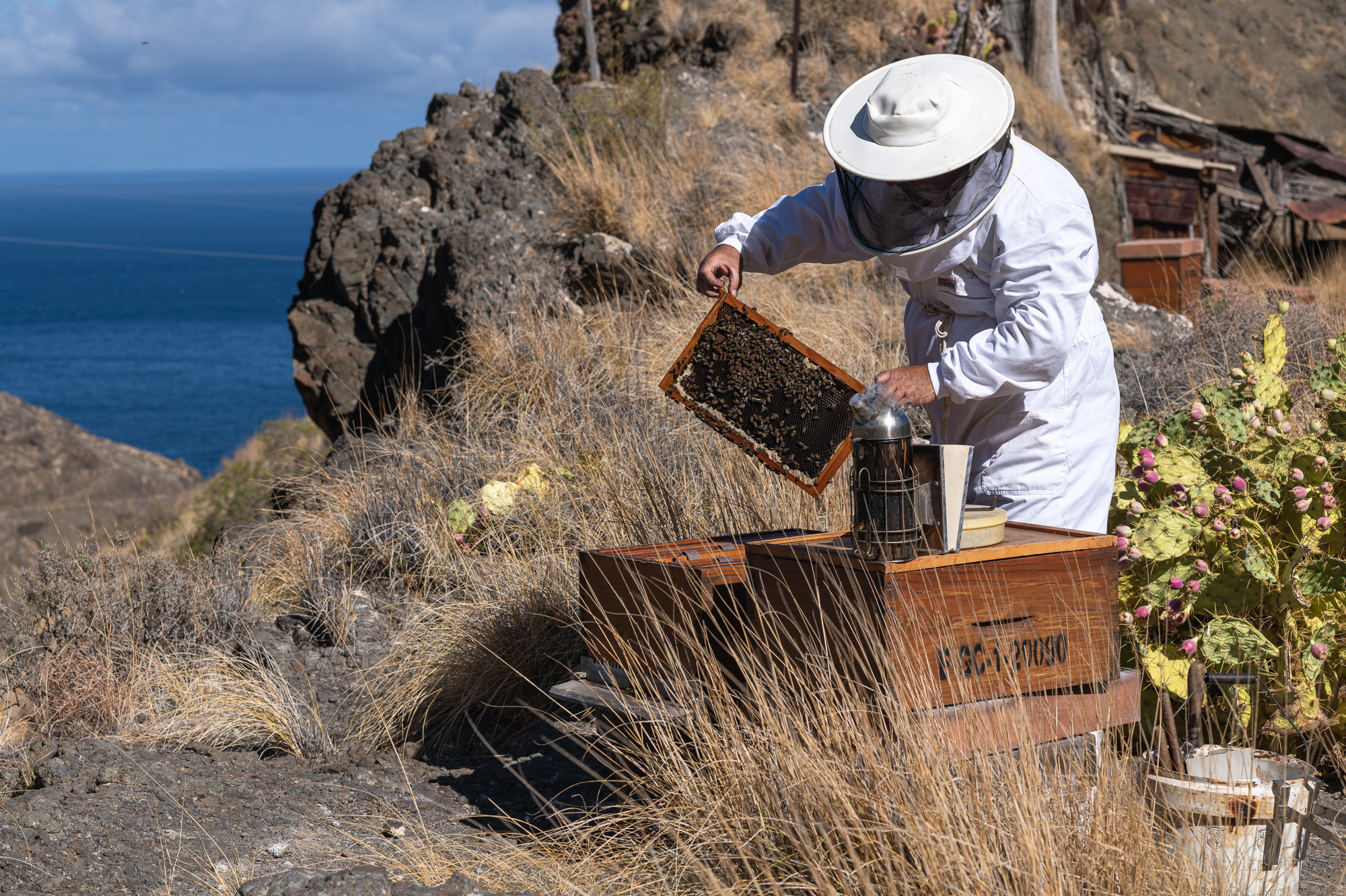 apicultura en Redondo de Guayedra